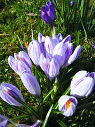 Felley Priory 6-3-12